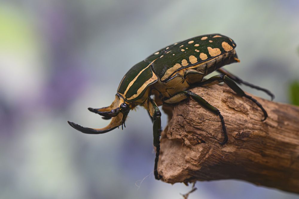 Photograph by Camilla Zocchi