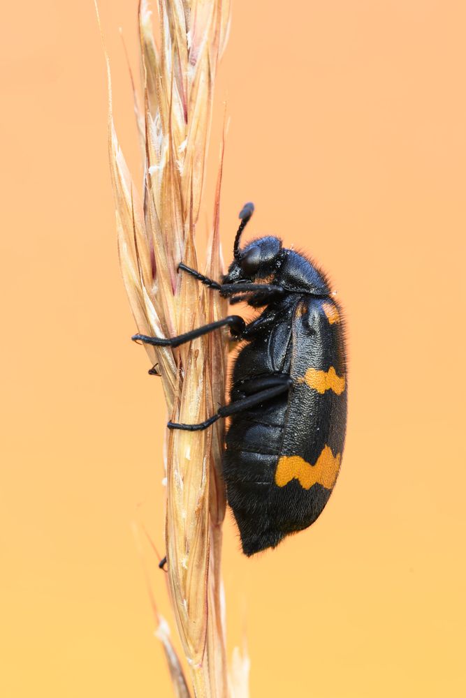 Photograph by Camilla Zocchi