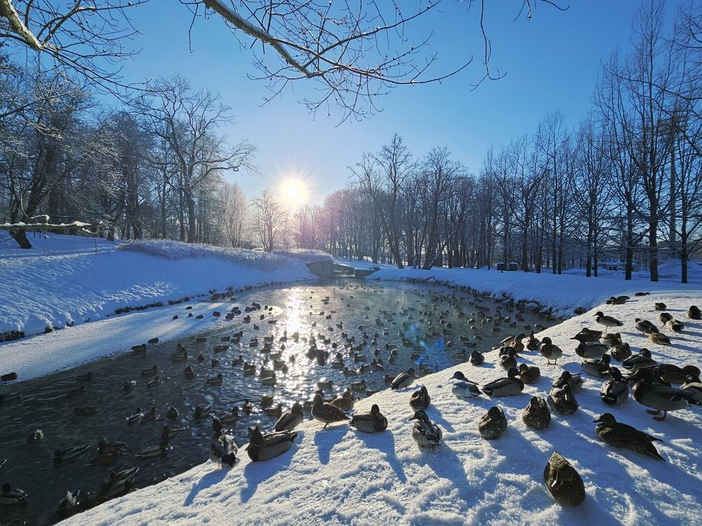 Утиный базар. Kadriorg. Tallinn