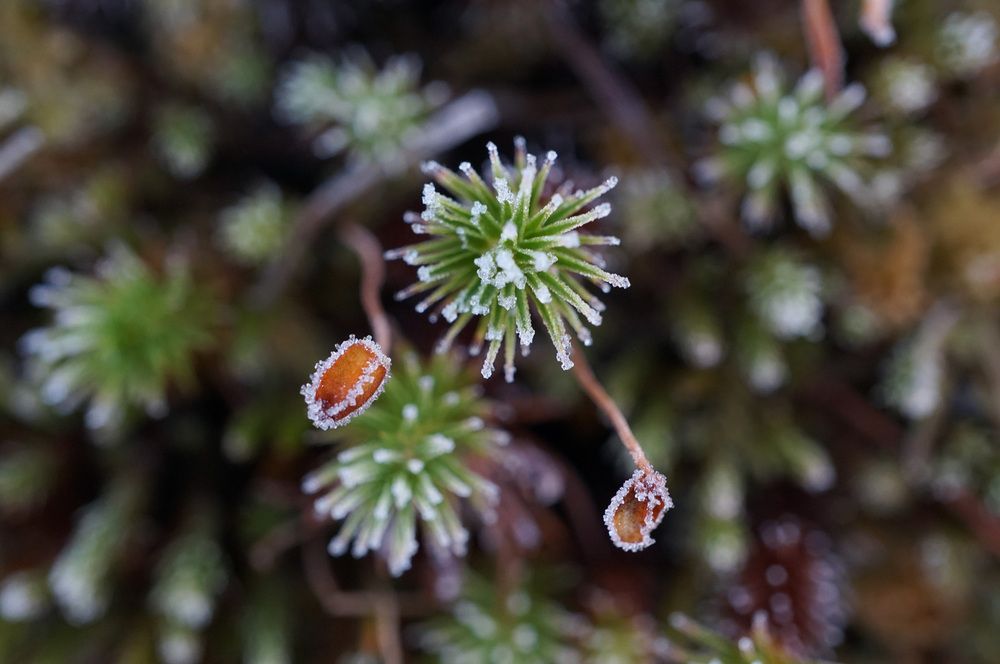 Photograph by Лена Максимкина