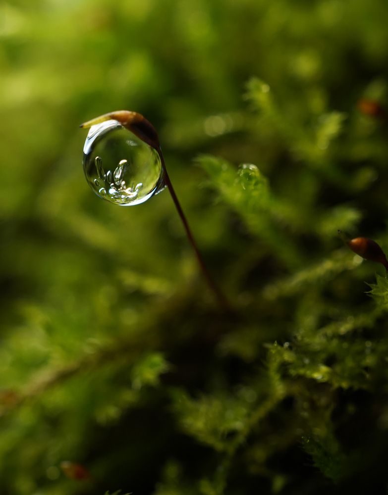 Photograph by Лена Максимкина