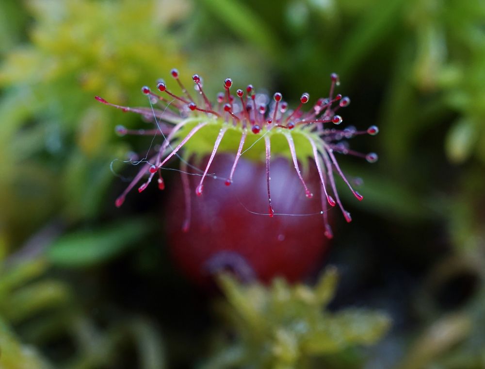 Photograph by Лена Максимкина