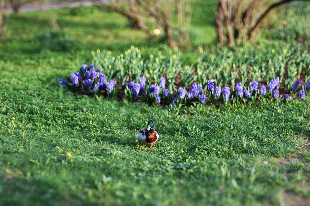 Photograph by Алиса Глыбоцкая
