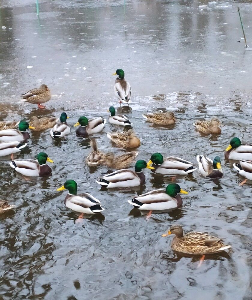 Photograph by Елена Александрова