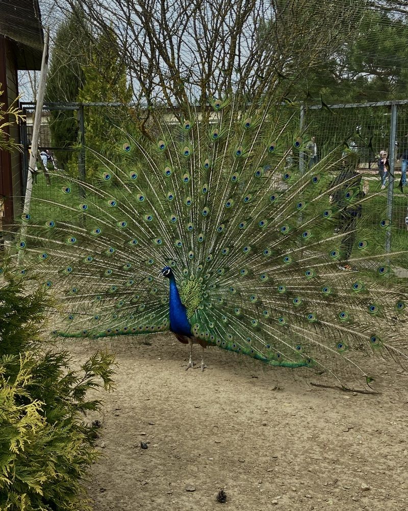 Photograph by Светлана Станевич