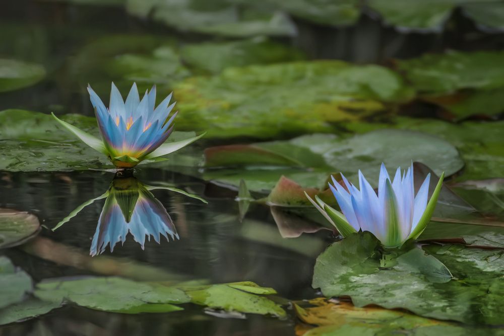 Photograph by Марина Ческис