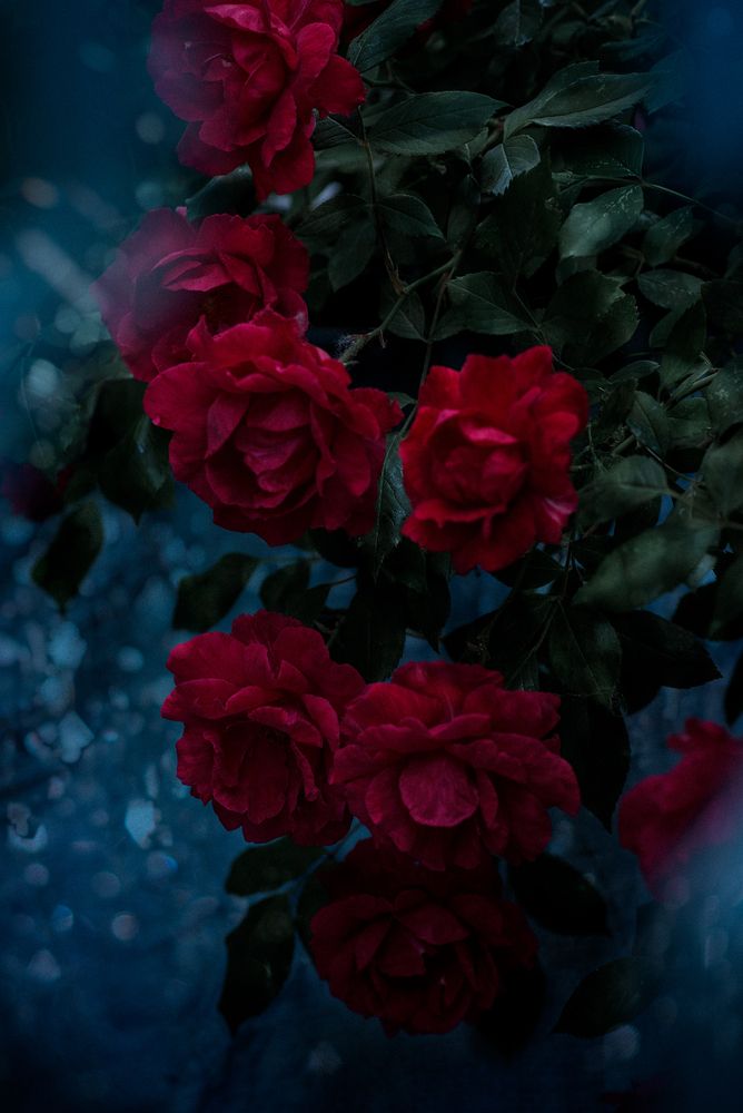 Фотография автора Калюжина Татьяна