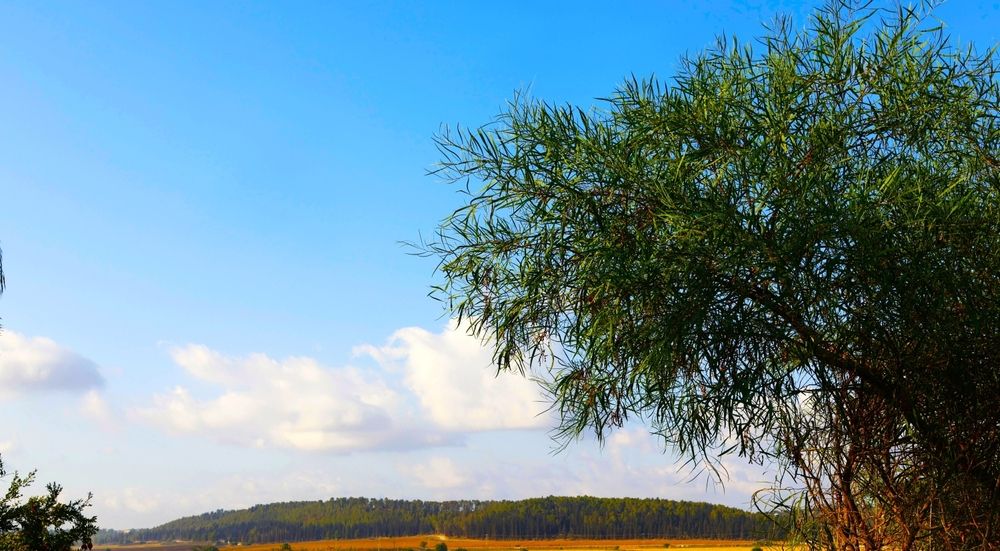 Photograph by Merav Zuberman Perkal