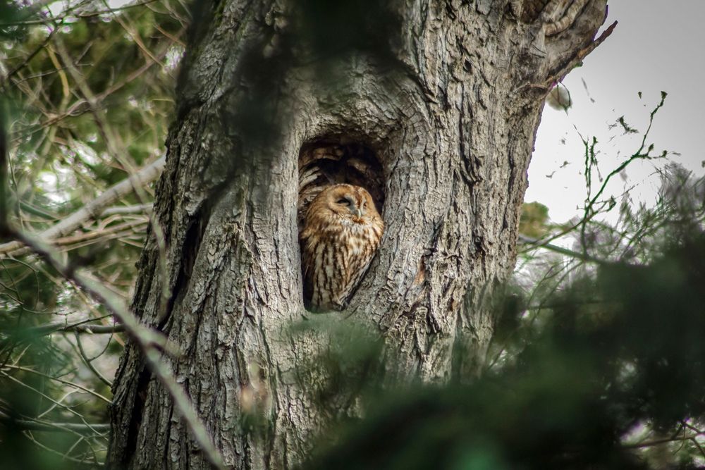 Фотография автора Игорь Сидун