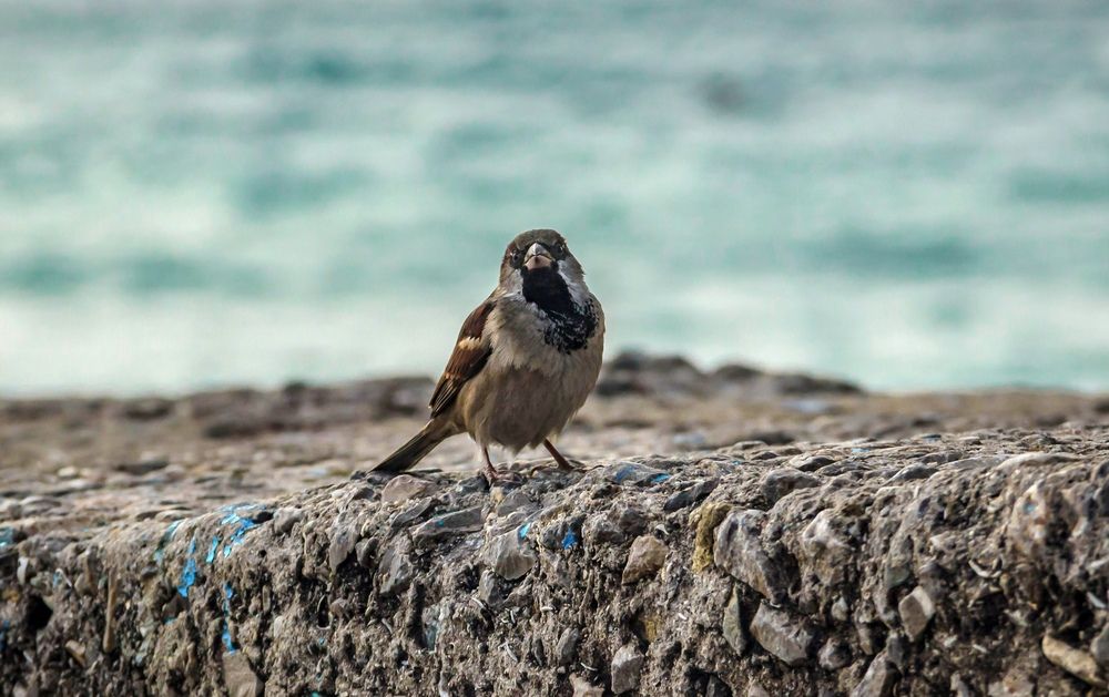 Фотография автора Игорь Сидун