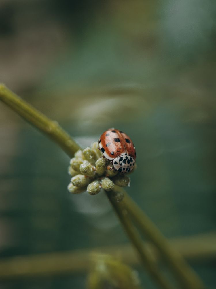 Photograph by Анна Голубцова