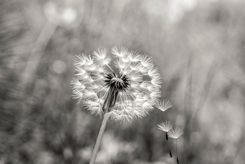 Photograph by Олег Алексеев