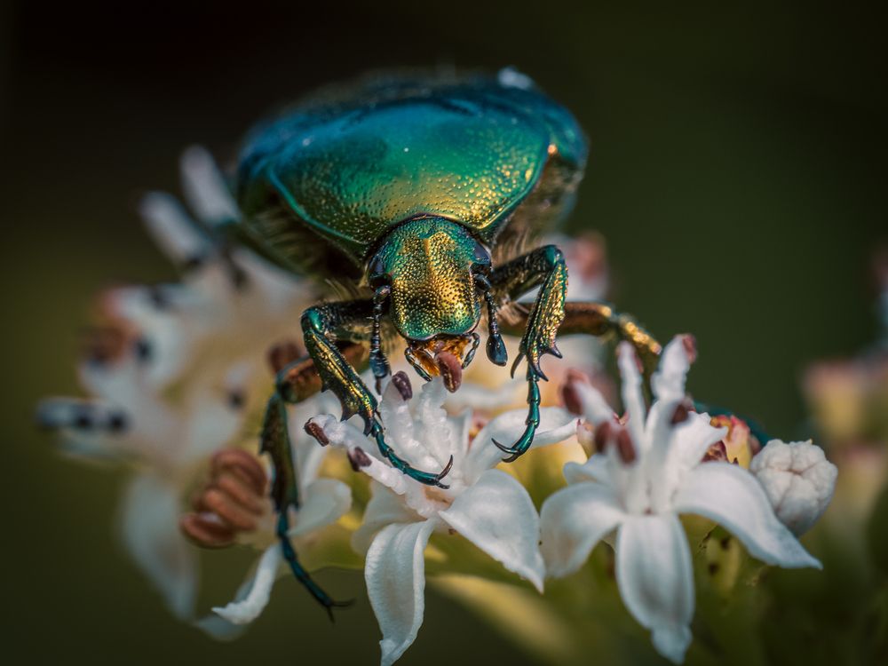 Photograph by Gergely Janovszky