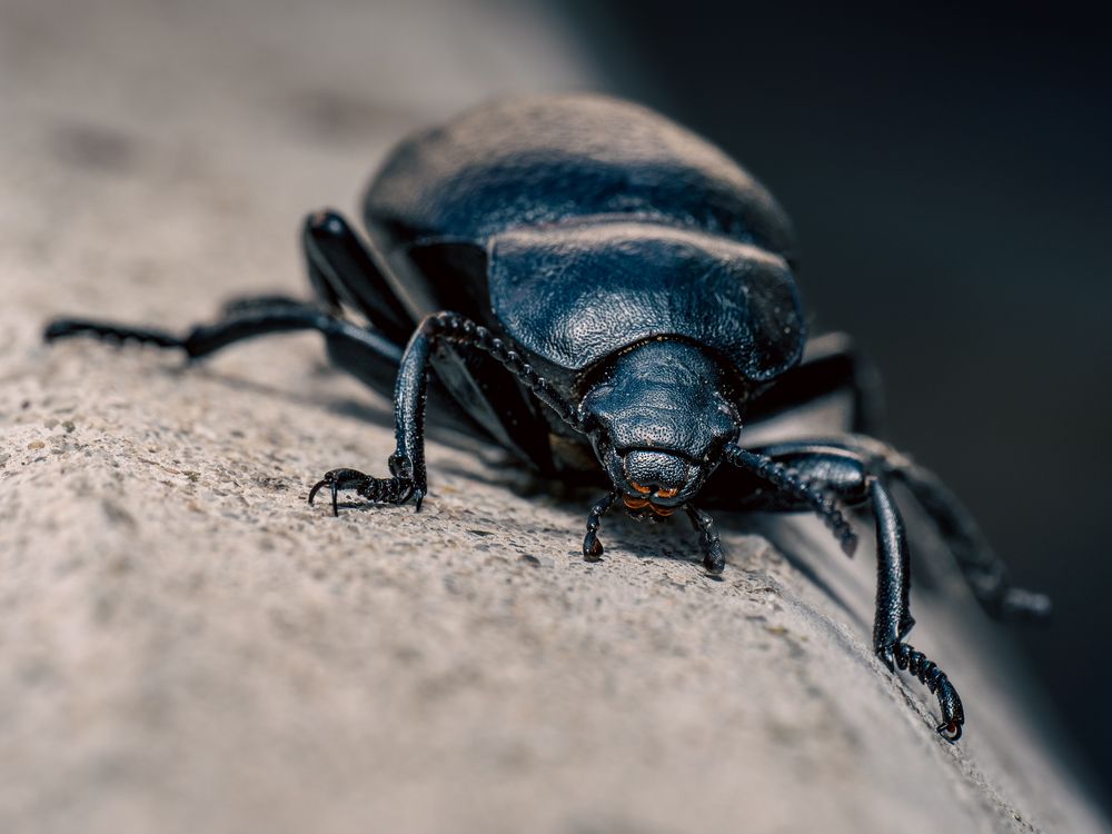 Photograph by Gergely Janovszky