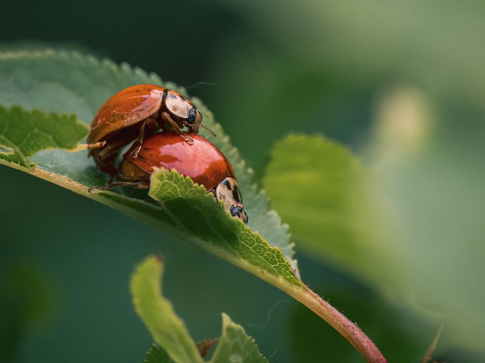 Photograph by Gergely Janovszky