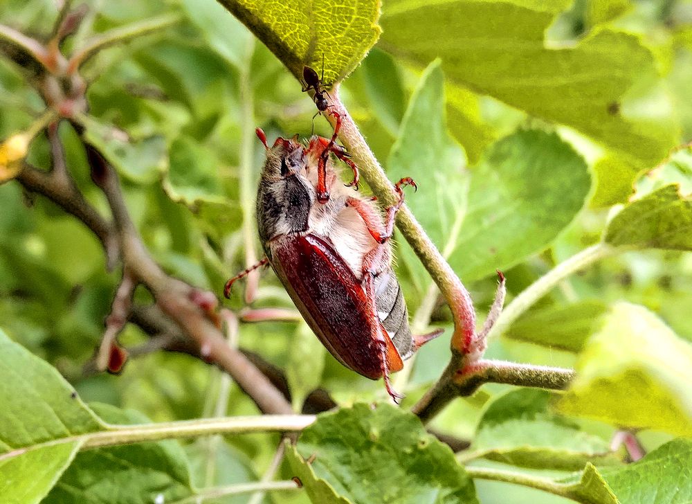 Встреча майского жука и муравья