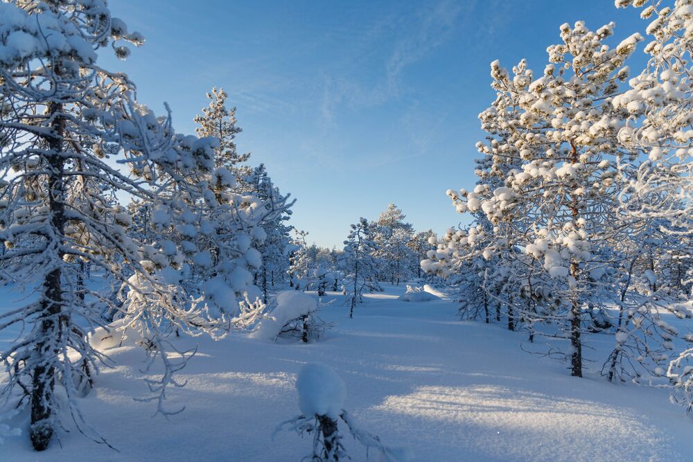 Прогулка по лесу.