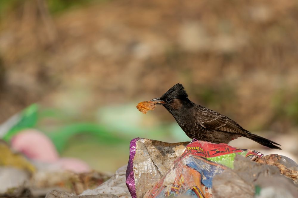 Photograph by SUHAS MANDAL