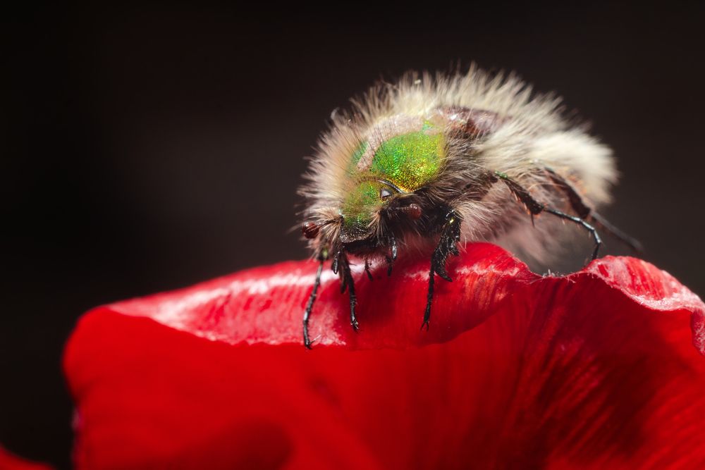 Фотография автора Олег Васильев