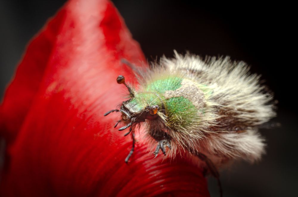 Фотография автора Олег Васильев
