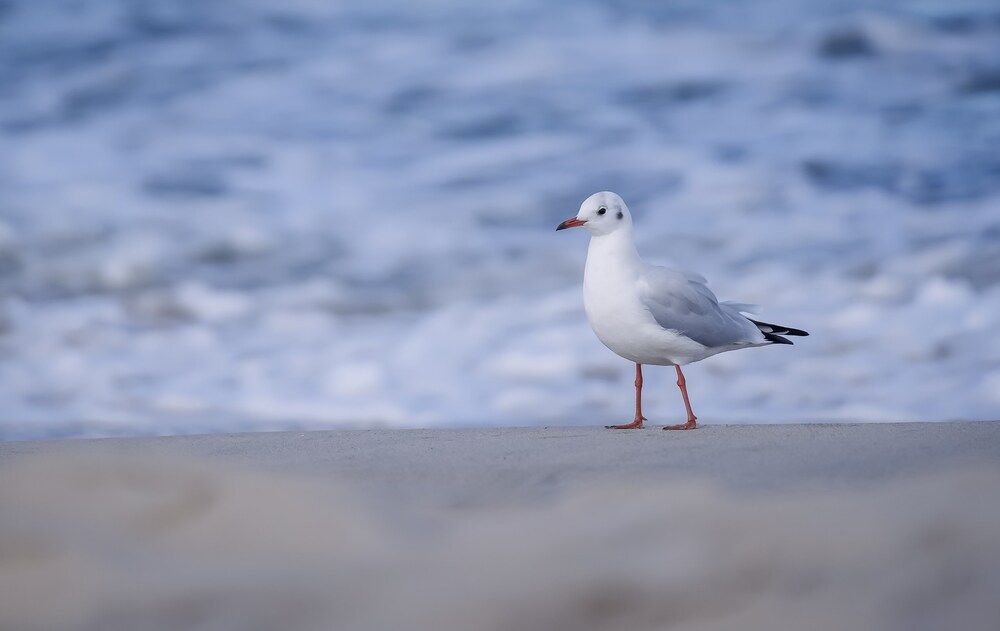 Photograph by Марина Суздаль