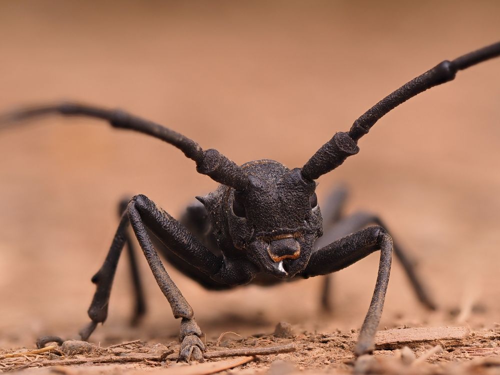 Guardian of the Ground