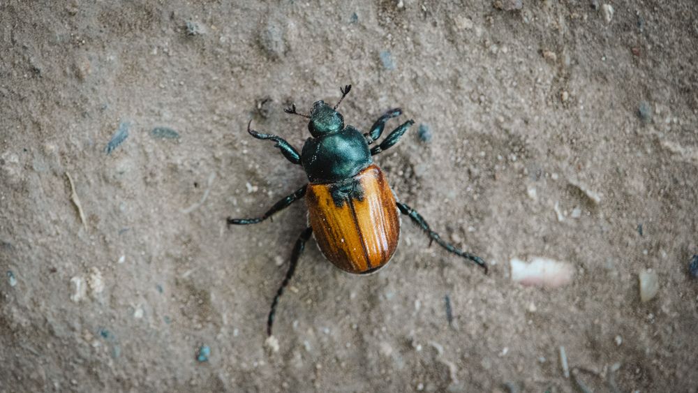 Фотография автора Виталий Панченко