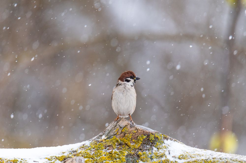 Photograph by Рамзан Давлетмирзаев