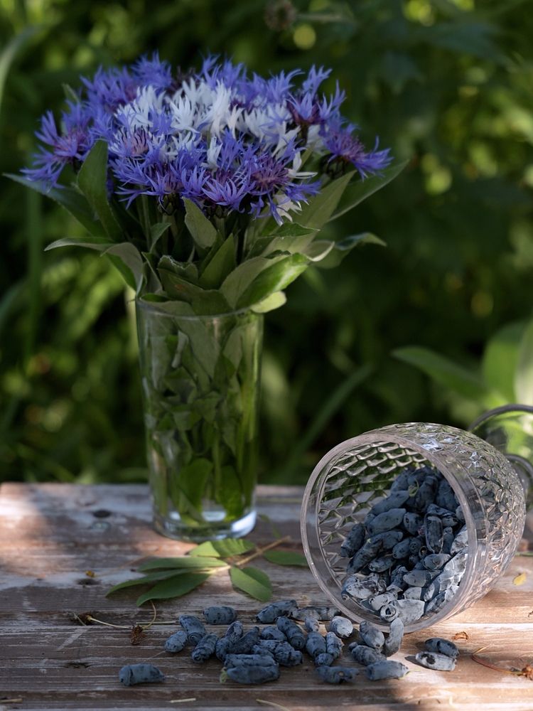 Жимолость и васильки