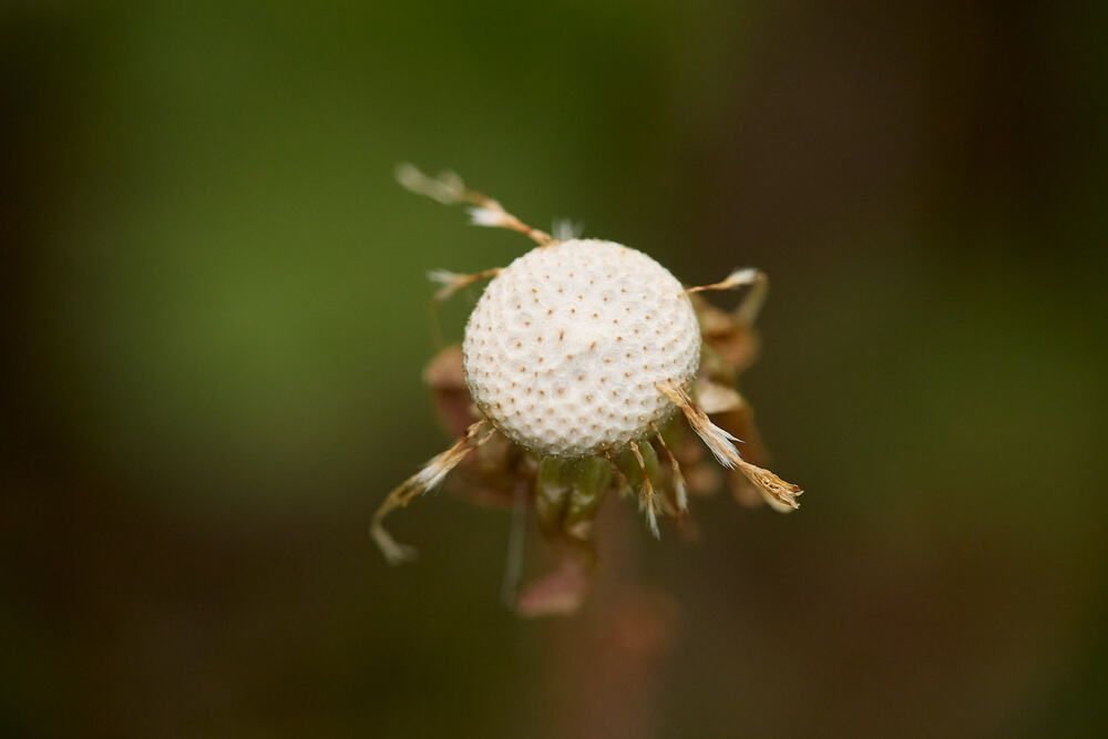 Photograph by Дмитрий Ельчанинов