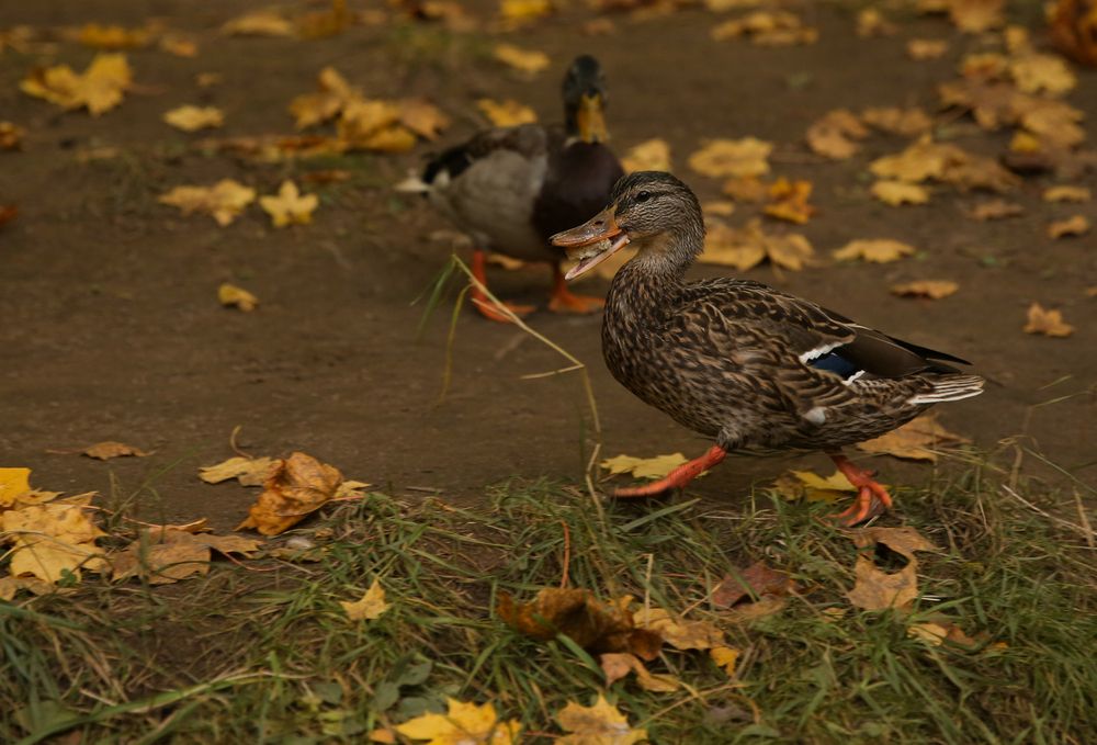Photograph by Марина Сосновская