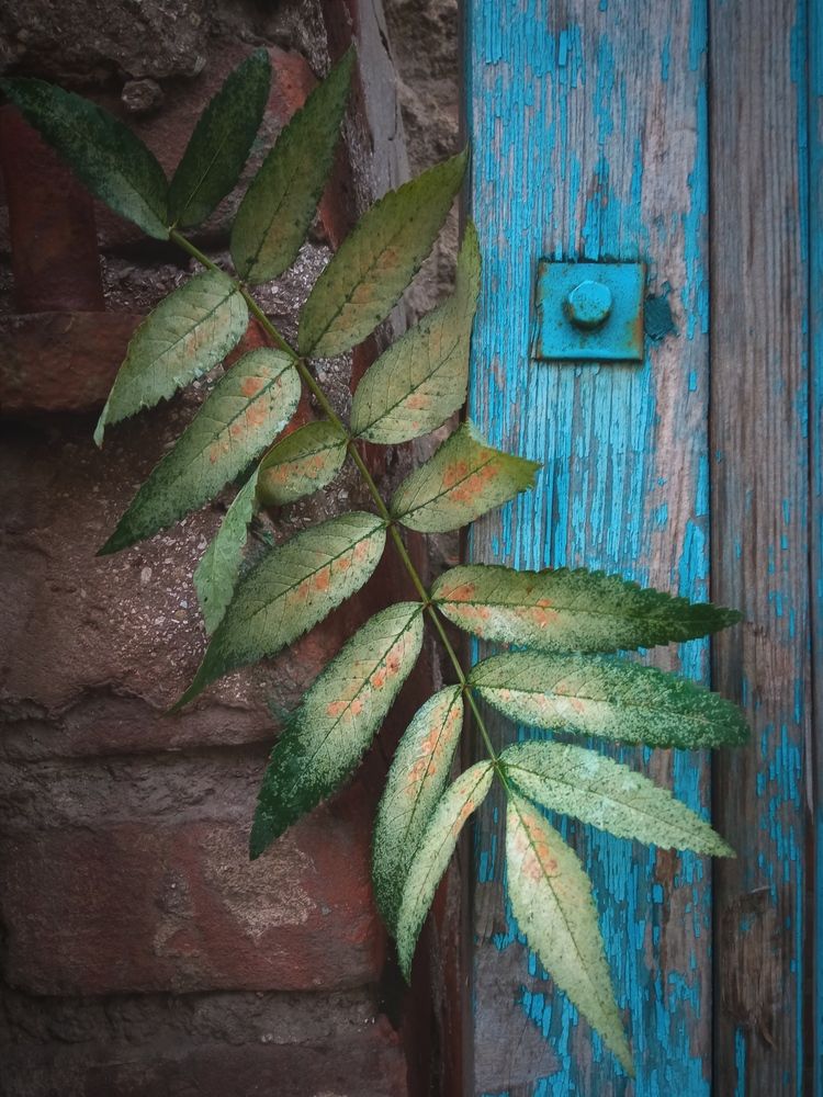 Photograph by Светлана Ищенко