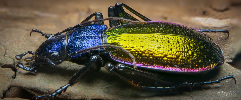 Photograph by Edgars Kublins