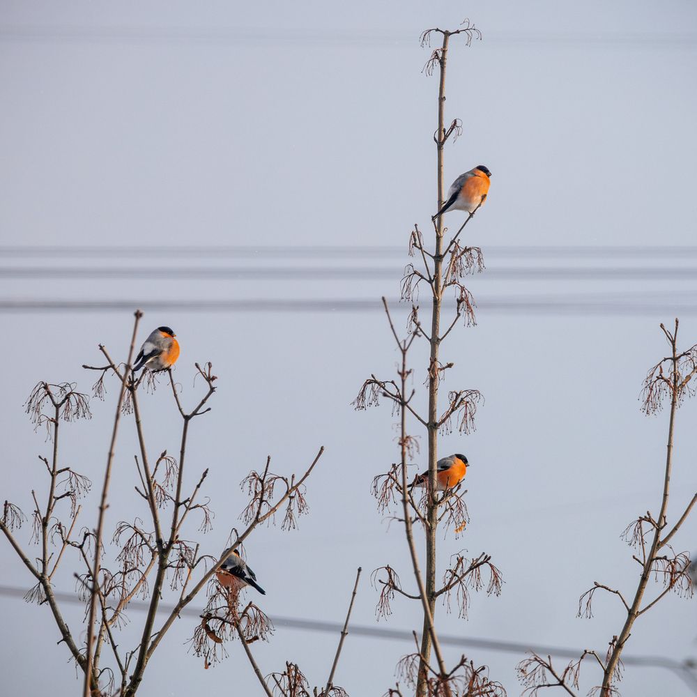Снегири прилетели