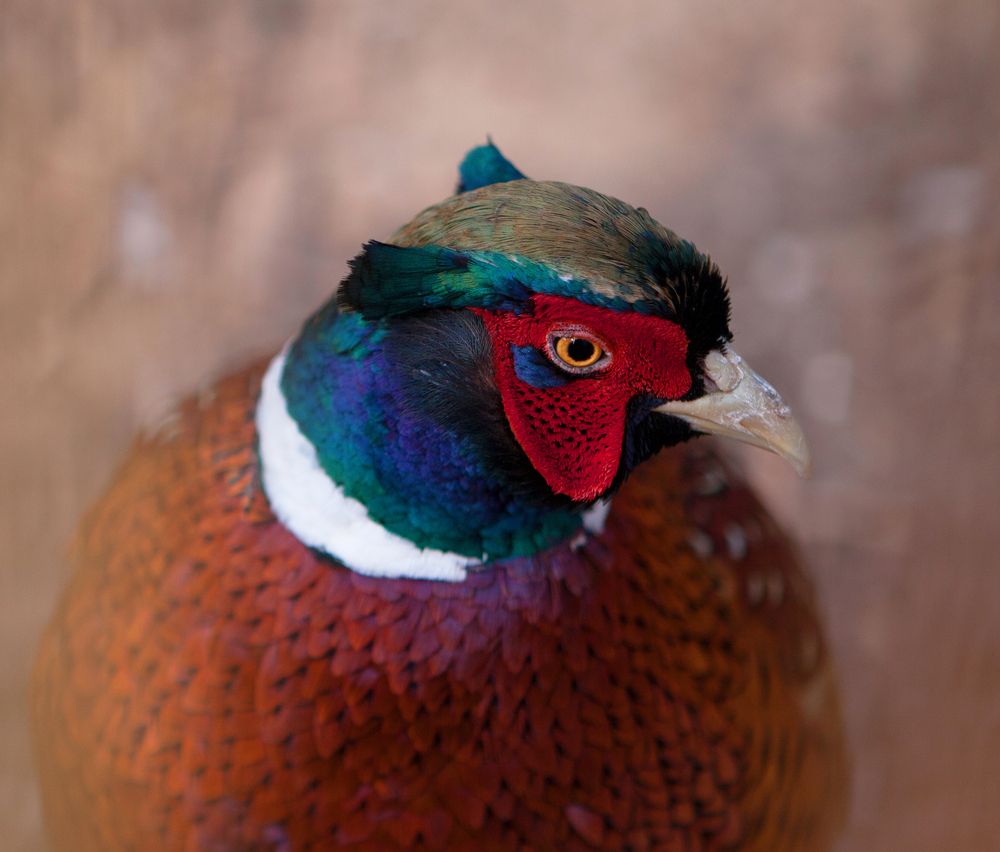 Фотография автора Сергей Щёголев