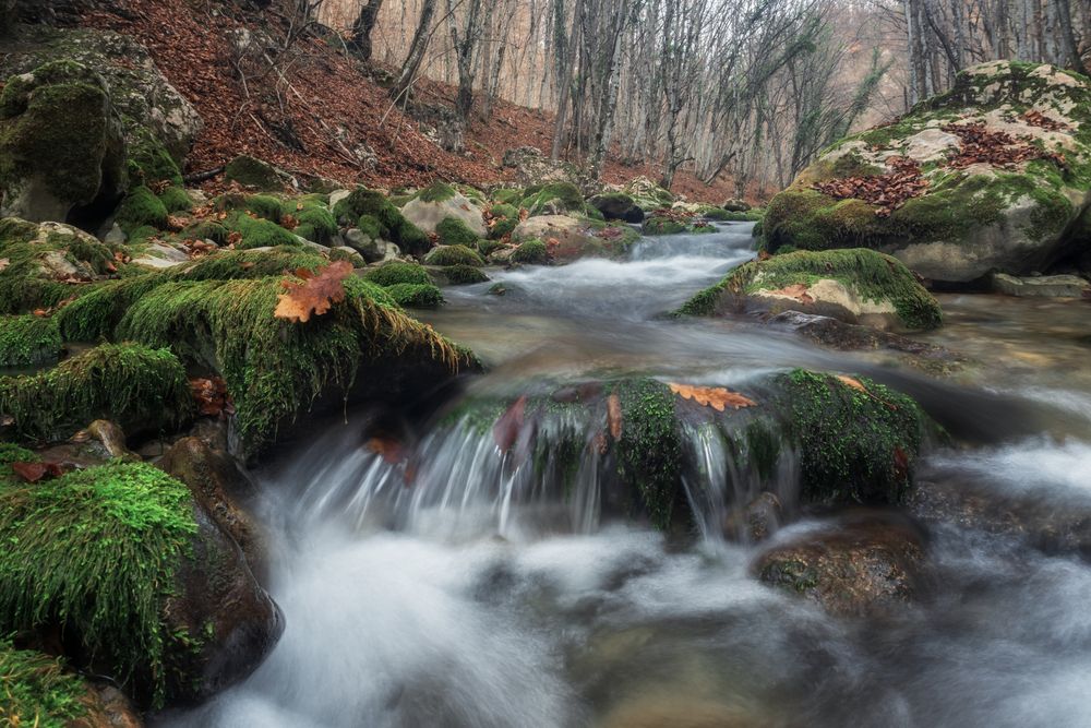 Фотография автора Дмитренко Екатерина