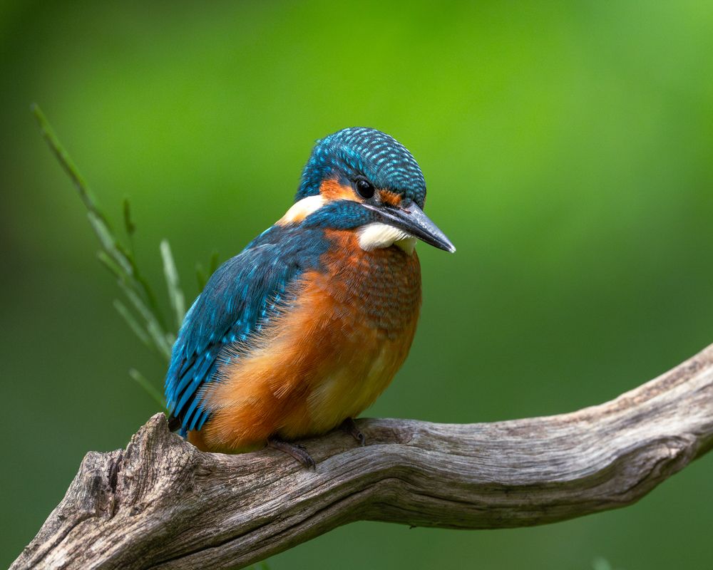 Photograph by Дорн Оксана