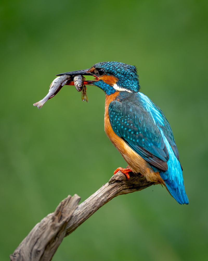 Photograph by Дорн Оксана