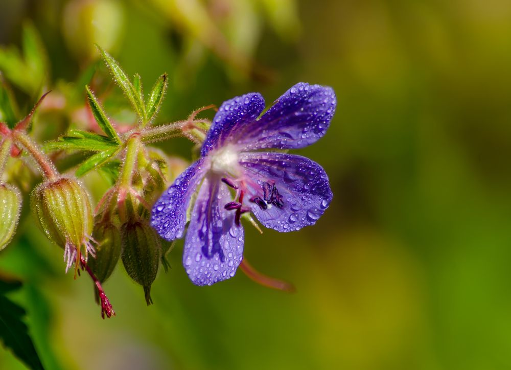 Photograph by Ольга Заповедная