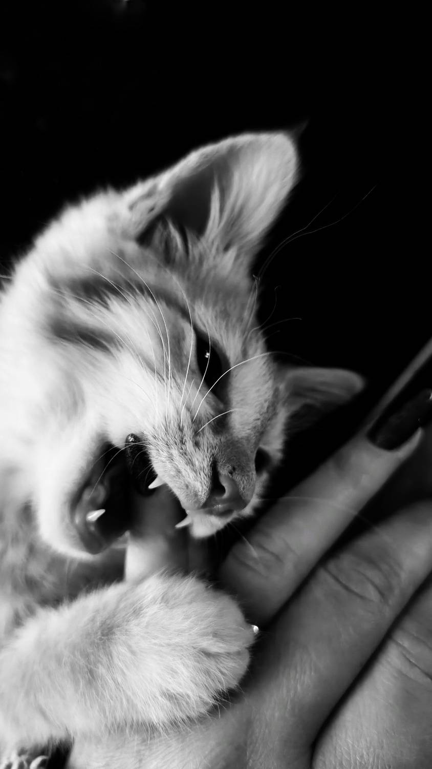 Photo #13192336