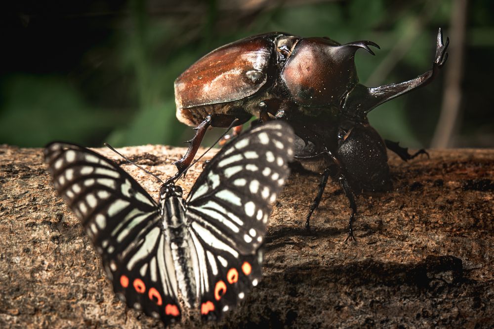 Фотография автора Uesan Aliace