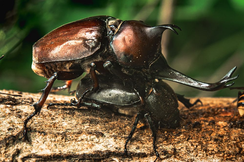 Фотография автора Uesan Aliace