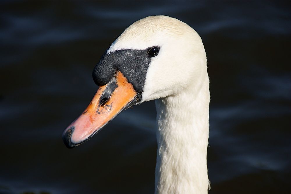 Фотография автора Sergej Roor