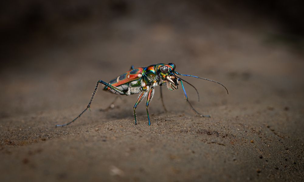 Tiger Beetle
