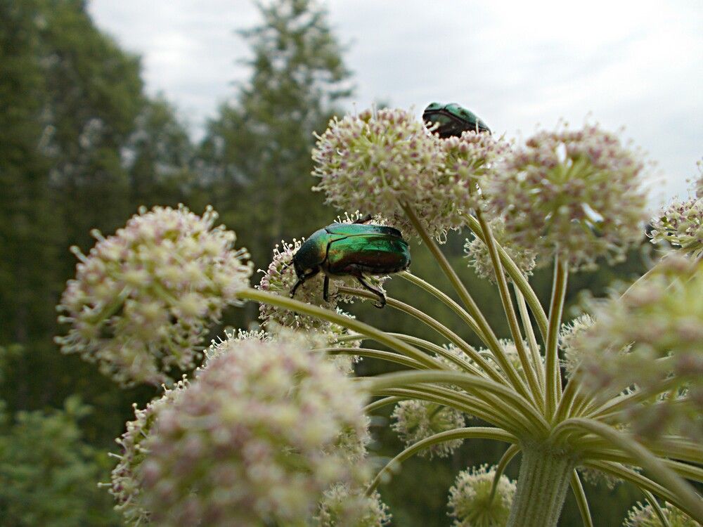 Photograph by Александр Прядко