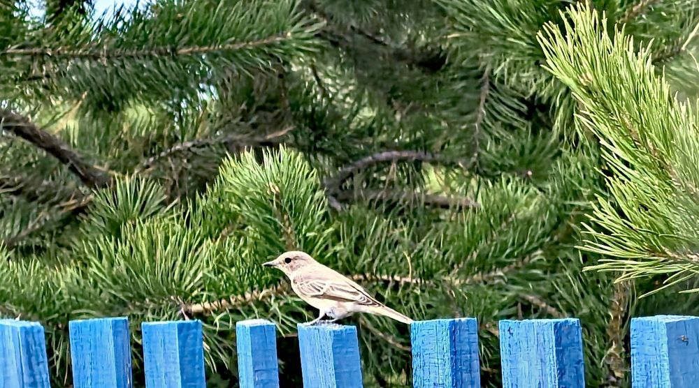 Фотография автора Максим Тельтевский