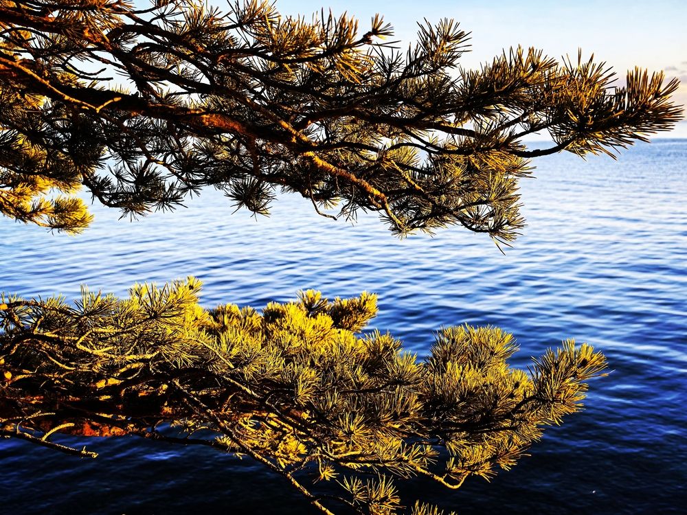 Фотография автора Максим Тельтевский