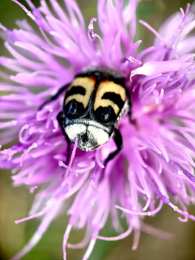 Photograph by Максим Тельтевский