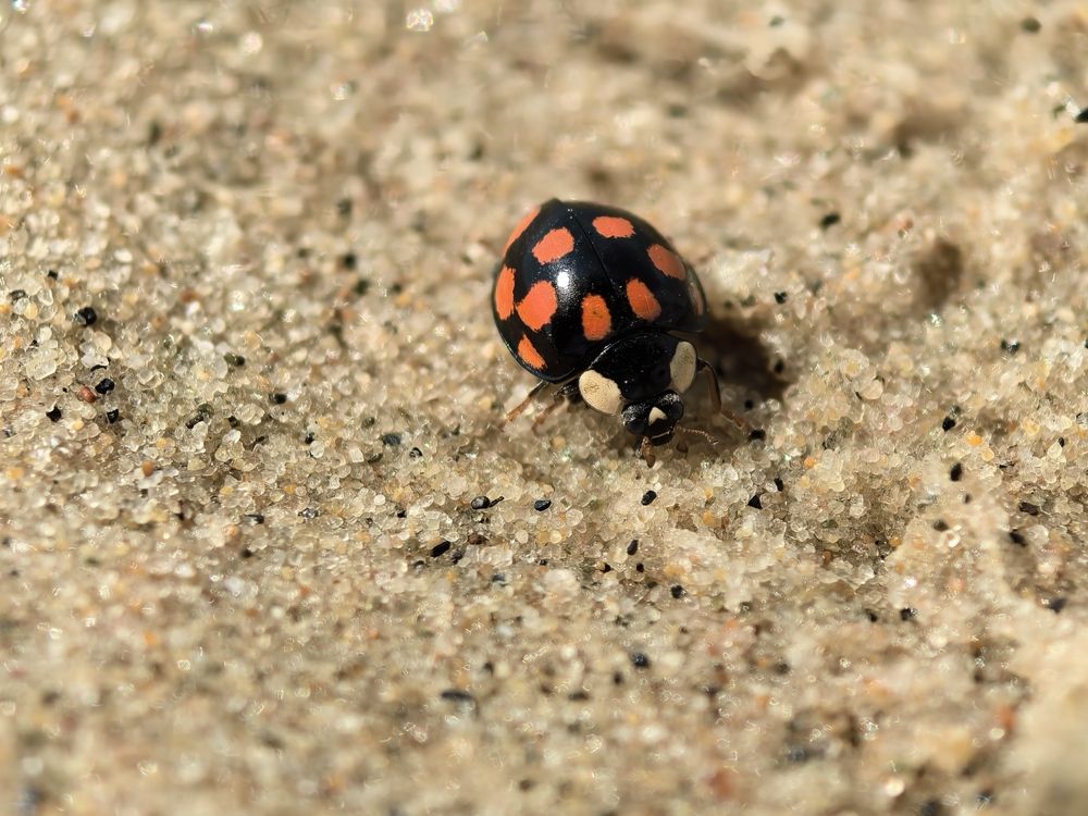 Photograph by Максим Тельтевский