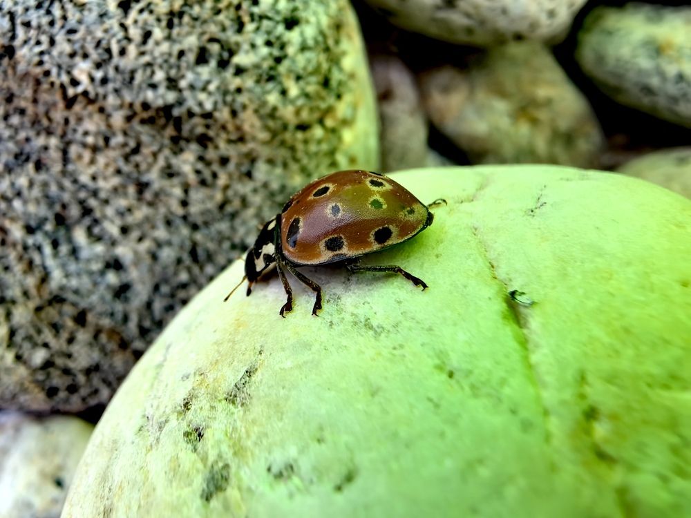 Photograph by Максим Тельтевский